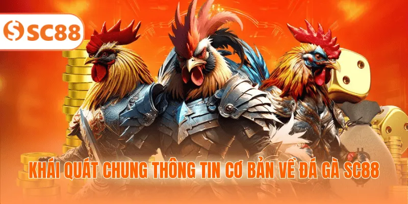 Khái quát chung thông tin cơ bản về đá gà SC88