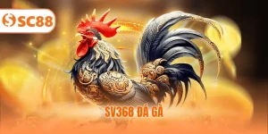 SV368 Đá Gà - Trải Nghiệm Sảnh Thi Đấu Kịch Tính 2025